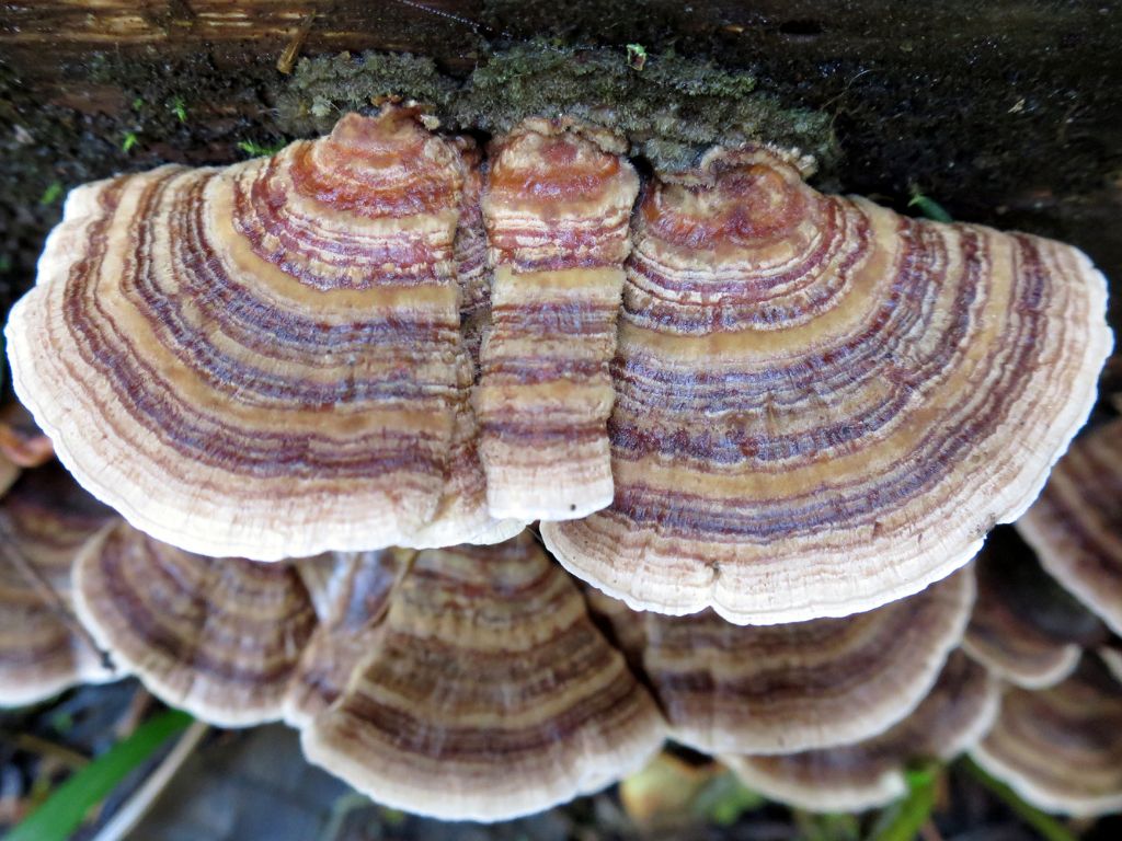 striated mushroom patterns